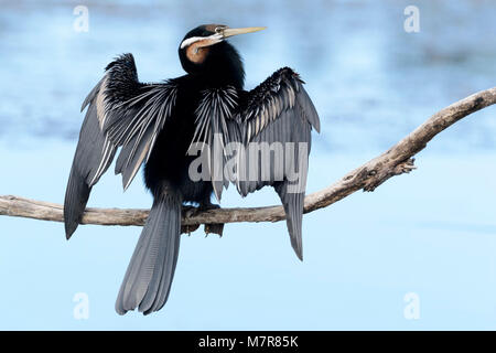 African darter (anhinga rufa) essiccare le sue ali, Wilderness National Park, Sud Africa Foto Stock