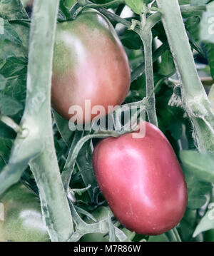 Pomodori maturi sui rami di una bussola. Foto Stock