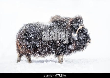 Muskox, Ovibos moschatus, in una tempesta di neve in inverno, Manitoba, Canada. Foto Stock