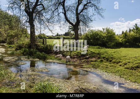 Agnelli giovani bere dal fiume Tamigi vicino alla sua fonte a Kemble in Gloucestershire Foto Stock