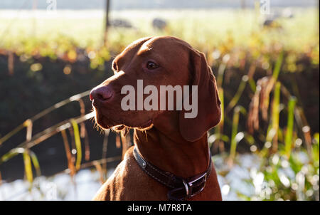 Ritratto di un giovane Ridgeback rhodesiano cane sotto il sole Foto Stock
