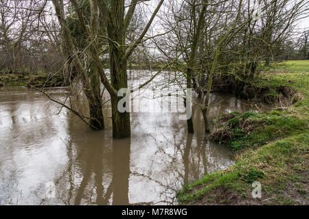 Alberi in gonfio Fiume Avon a Lacock Foto Stock