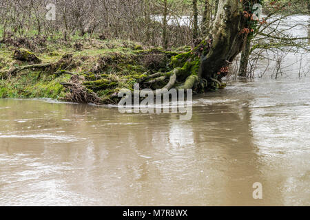 Una delle radici di un albero sulla banca del fiume rigonfiato Avon a Lacock, Wiltshire Foto Stock