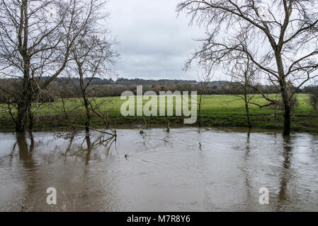 Alberi in gonfio Fiume Avon a Lacock Foto Stock