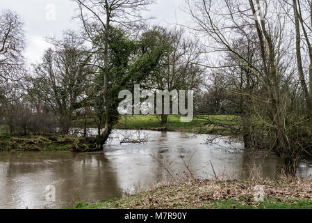 Alberi in gonfio Fiume Avon a Lacock Foto Stock