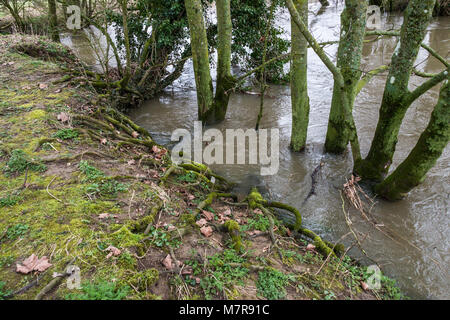 Alberi in gonfio Fiume Avon a Lacock Foto Stock