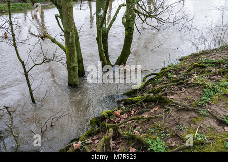 Alberi in gonfio Fiume Avon a Lacock Foto Stock