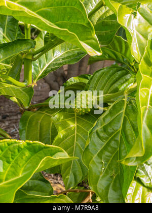 Morinda citrifolia, Palmeto, giardino botanico, Santa Cruz de Tenerife, Tenerife, Spagna. Foto Stock