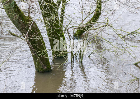 Alberi in gonfio Fiume Avon a Lacock Foto Stock