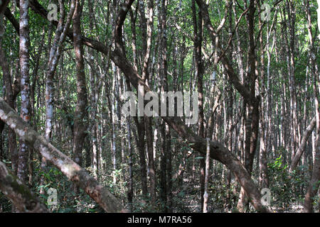 Dacca in Bangladesh - 11 gennaio 2015: Il mondo naturale più grande foresta di mangrovie Sundarban) a Khulna, Bangladesh. Foto Stock