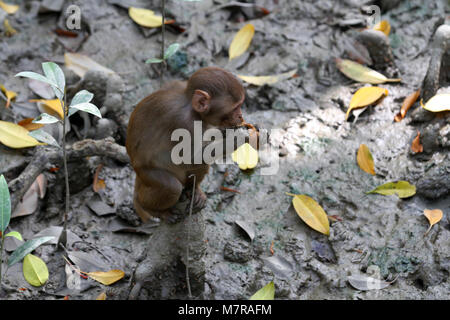 Dacca in Bangladesh - 11 gennaio 2015: la scimmia nella naturale della foresta di mangrovie Sundarban) a Khulna, Bangladesh. Foto Stock