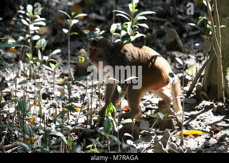 Dacca in Bangladesh - 11 gennaio 2015: la scimmia nella naturale della foresta di mangrovie Sundarban) a Khulna, Bangladesh. Foto Stock