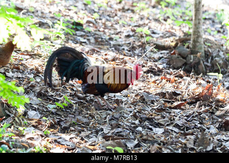 Bantam in prato la mattina Foto Stock