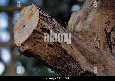 Albero Segato Stump Foto Stock