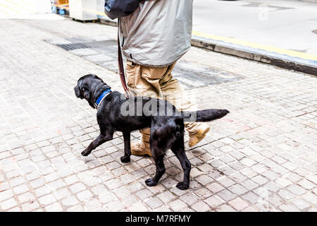 Il labrador nero servizio a piedi del cane al guinzaglio in New York City Manhattan NYC acciottolata strada europea con il proprietario, coda coat su strada Foto Stock