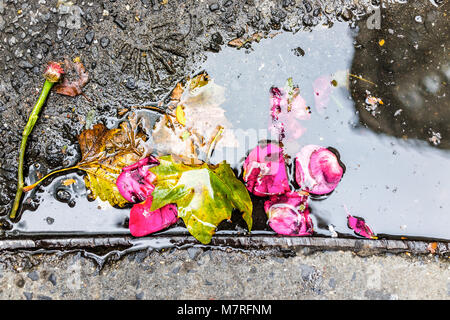 Primo piano della vibrante rosa rosa rossa fiore e foglie in acqua piscina, pozza grondaia sulla strada sul marciapiede in asfalto urbano per la città, rotte amore, heartbreak Foto Stock