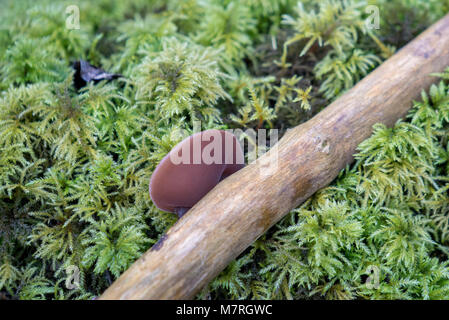 Molla fungo fungo, legno orecchio (Auricularia padiglione auricolare-judae) sulla foresta umida pavimento in grande Elm, Somerset REGNO UNITO Foto Stock