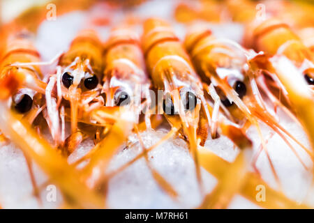 Macro closeup di fila di molti cotti arancione di gamberi con triste lucido nero grandi occhi, gambe frutti di mare su ghiaccio in store shop Foto Stock
