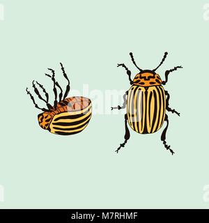Vettore di Colorado potato beetle (Leptinotarsa decemlineata) Illustrazione Vettoriale