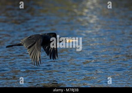 Cormorano (Phalacrocorax carbo) volando a bassa quota sopra l'acqua Foto Stock