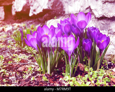 Crocus colorati in marzo Foto Stock