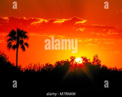 Sunrise in Ridgecrest, California, stagliano alberi contro un giallo brillante sole e cielo arancione con orange nuvole. Foto Stock
