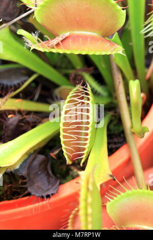 Close up di Venus flytrap o noto come Dionaea muscipula Foto Stock