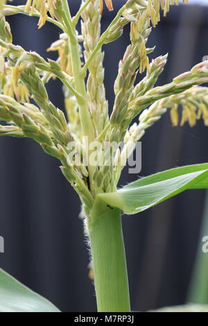 Chiudere il vetro fino Gem mais fiori di mais Foto Stock