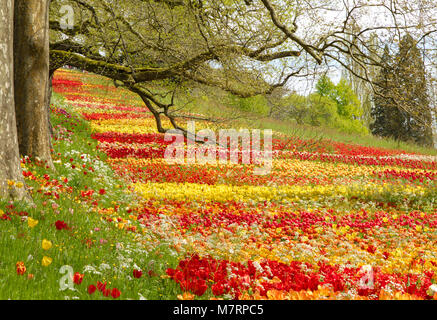 Grande prato di tulipani in fiore in primavera gli alberi e i rami. Isola di Mainau, Lago di Costanza, Bodensee, Germania. Foto Stock