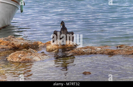 Black Bird permanente di asciugatura ed essiccazione le sue ali sulle rocce in riva al mare. Cormorano cacciatore di pesce isolato. Foto Stock