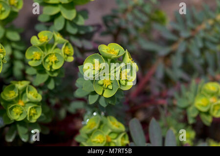 Portland (Euforbia Euphorbia portlandica) Foto Stock