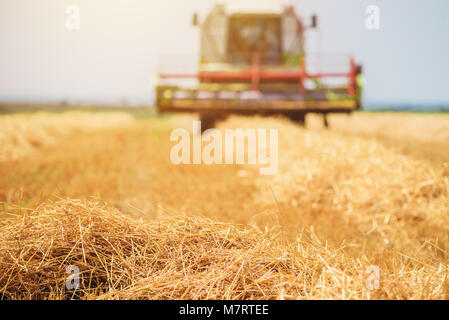 Mietitrebbia semovente di raccolta della macchina di grano maturo colture coltivate in campo agricolo, il fuoco selettivo Foto Stock