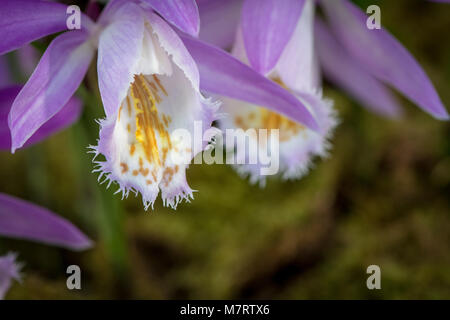 Lady slipper orchid (Cypripedioideae) Foto Stock