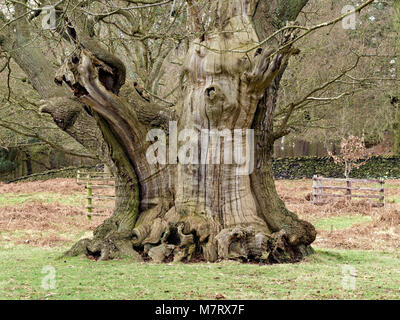 Grande diffusione inglese antico tronco di quercia in Glenfield Lodge Park, Leicestershire, Regno Unito Foto Stock