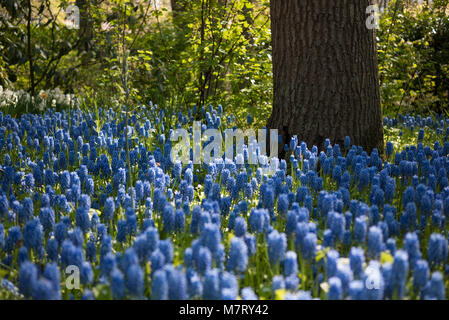 Muscari uva fiori di giacinto in Keukenhof Flower Garden nei Paesi Bassi Foto Stock