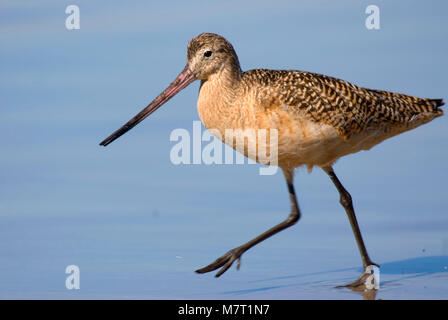 Godwit in marmo, La Jolla Shores, La Jolla, California Foto Stock