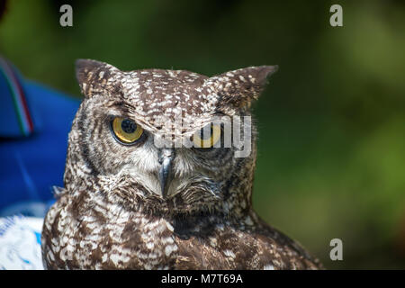 Il gufo africano ritratto Foto Stock