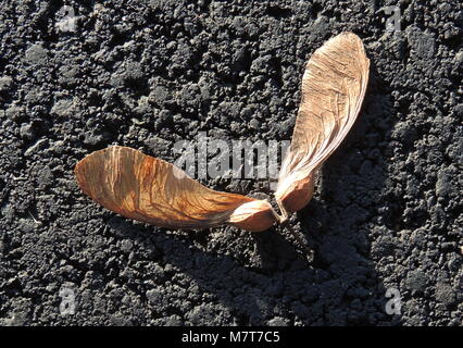 I semi caduti da un sicomoro (Acer pseudoplatanus). Foto Stock