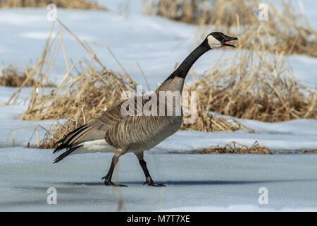 Un oca Canadese Passeggiate sul ghiaccio fa un po' di rumore in Hauser, Idaho. Foto Stock