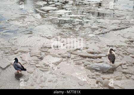 Anatre camminando sul laghetto congelato chuncks wit di ghiaccio sulla superficie Foto Stock