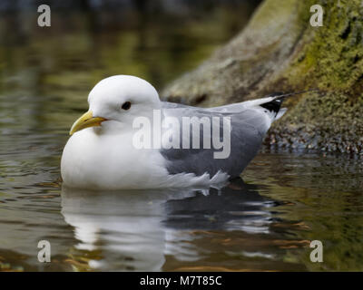 Quebec, Canada. Gabbiani al Montreal Biodome Foto Stock