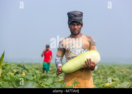 Un uomo all'aperto tenendo una grande dimensione di zucca bottiglia a Arial Beel, Munshigonj, Bangladesh. Foto Stock