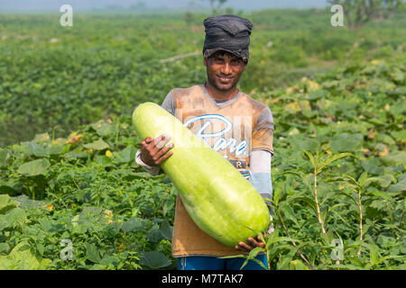 Un uomo all'aperto tenendo una grande dimensione di zucca bottiglia a Arial Beel, Munshigonj, Bangladesh. Foto Stock