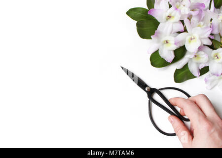 Elegante stock photo. Tropical Dendrobium orchid Fiori su fondo bianco. Primo piano della donna di mano azienda nero giardino vintage forbici. La Fram floreali Foto Stock