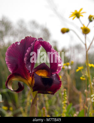 Iris selvatici Argaman ( Iris atropurpurea) o Iris costiera in fiore nel campo primaverile.La sua stagione in febbraio e marzo in Medio Oriente e fiori m Foto Stock