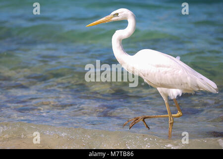 Airone bianco, heron, uccello gru giocando a caccia del surf della chiave al tramonto. Foto Stock