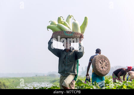 Le Mans sono trasportano grandi dimensioni della bottiglia Gourd sulle loro teste a Arial Beel, Munshigonj, Bangladesh. Foto Stock