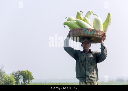 Le Mans sono trasportano grandi dimensioni della bottiglia Gourd sulle loro teste a Arial Beel, Munshigonj, Bangladesh. Foto Stock