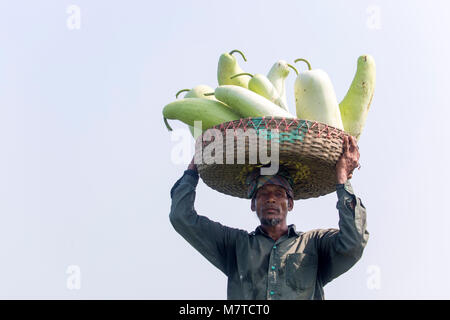 Le Mans sono trasportano grandi dimensioni della bottiglia Gourd sulle loro teste a Arial Beel, Munshigonj, Bangladesh. Foto Stock