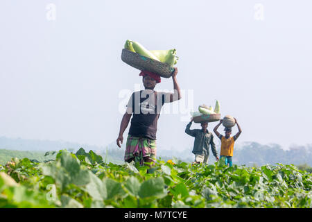 Le Mans sono trasportano grandi dimensioni della bottiglia Gourd sulle loro teste a Arial Beel, Munshigonj, Bangladesh. Foto Stock